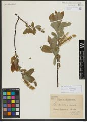 Foto von Salix hastata L.